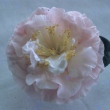 Blush Tomorrow